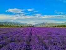 竞博足球比分-竞博足球比分，绿茵场上的数字交响曲